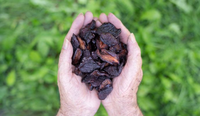 prugna essiccata disidratata italiana